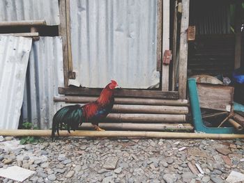 View of a bird perching on wood