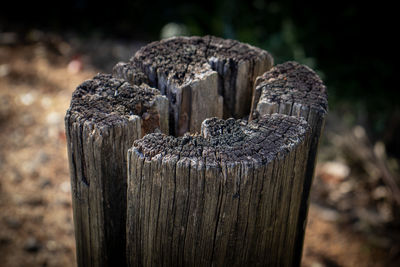 Close-up of wooden tree stump on field