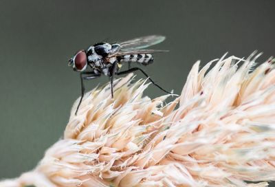 Close-up of insect