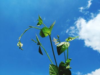 Low angle view of flowering plant against blue sky