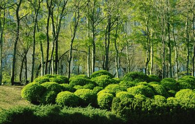 Trees in forest