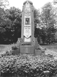 Plants growing on tree trunk
