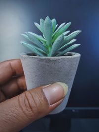 Close-up of hand holding potted plant