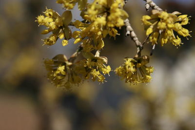 Close-up of yellow flowering plant