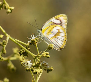 Close-up of butterfly pollinating on flower