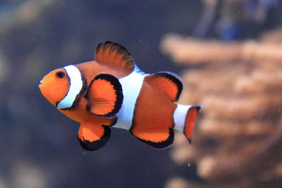 Fish swimming in sea