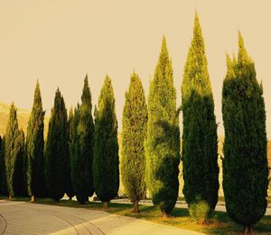 Panoramic view of plants against sky