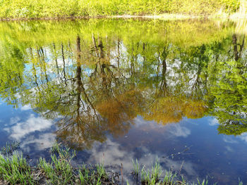 Reflection of trees in lake