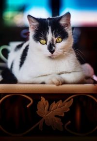 Close-up portrait of a cat