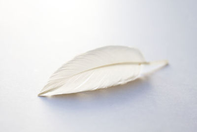 Close-up of feather against white background