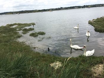 Swans swimming in lake against sky