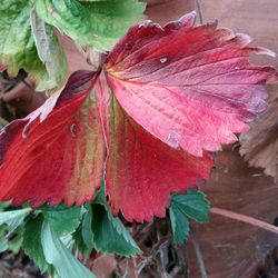 Close-up of red hibiscus flower