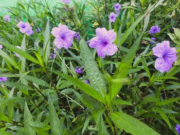 Close-up of purple flowering plants