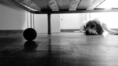Dog with ball on hardwood floor at home