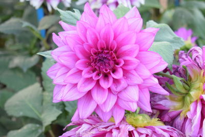Close-up of pink dahlia flower