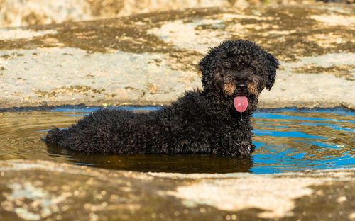 Portrait of black dog