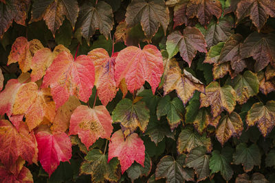 Close-up of autumn leaves