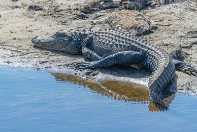 High angle view of crocodile in river