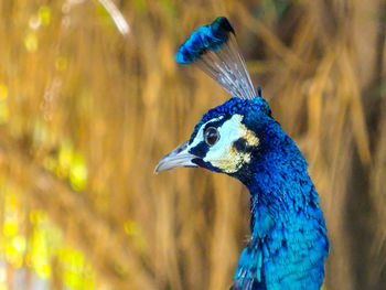 Close-up of peacock