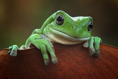 Close-up of frog on wood