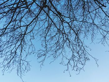 Low angle view of bare tree against blue sky