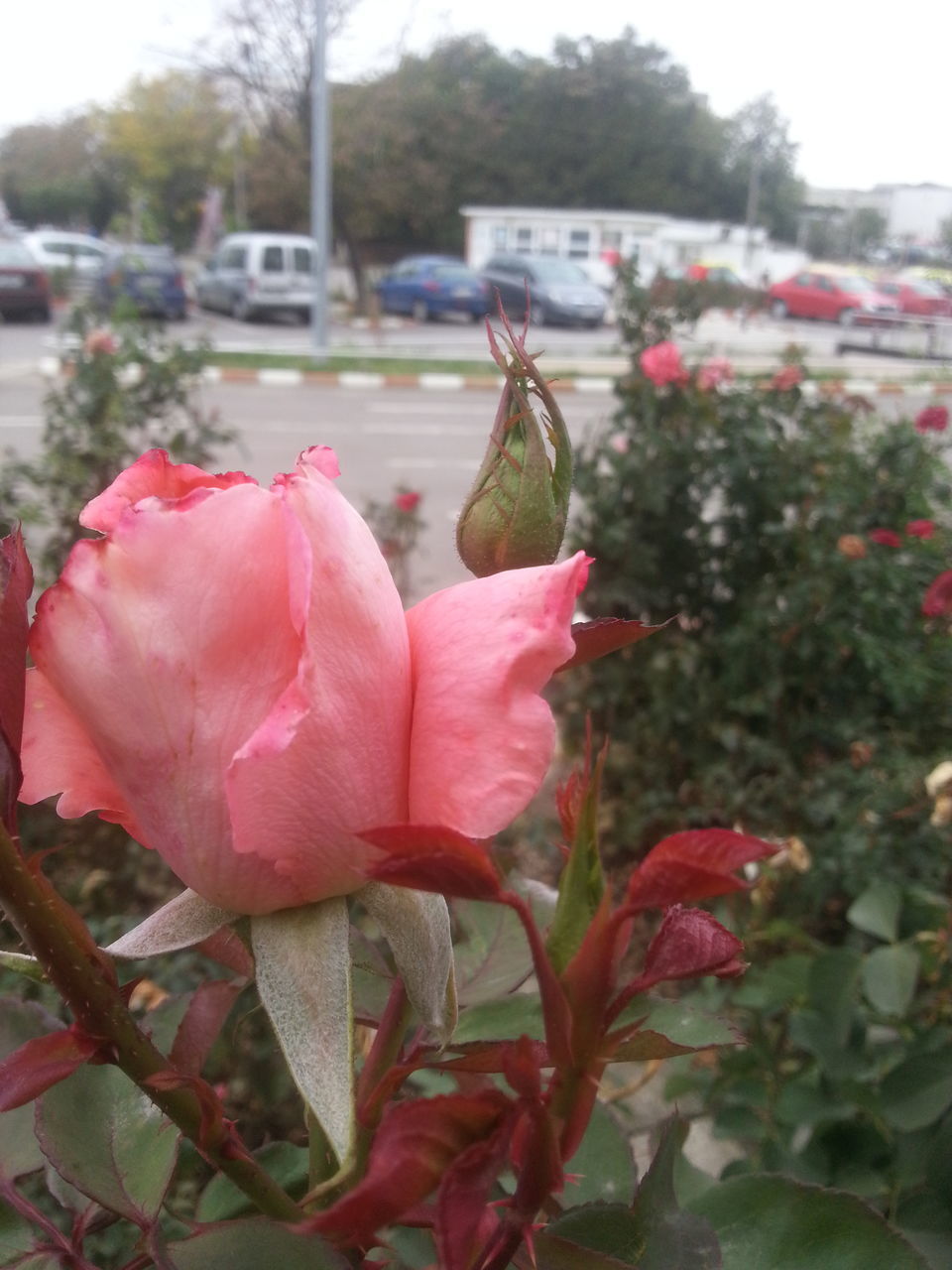 flower, fragility, freshness, petal, pink color, stem, beauty in nature, growth, flower head, close-up, springtime, focus on foreground, nature, plant, rose - flower, botany, blossom, rose, day, in bloom, no people