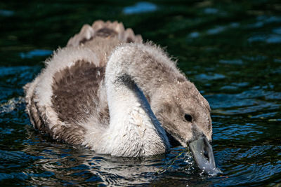 Close-up of a bird