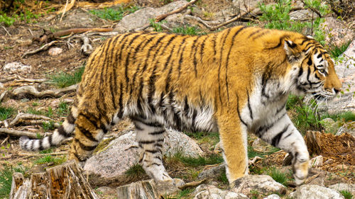 Cat walking on rock