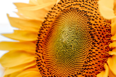 Close-up of yellow flower