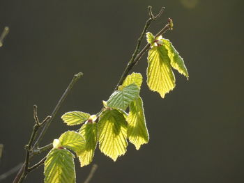 Close-up of insect on plant