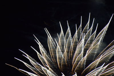 Low angle view of firework display sky at night