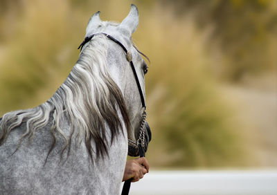 Side view of horse in ranch