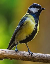 Close-up of bird perching on a branch