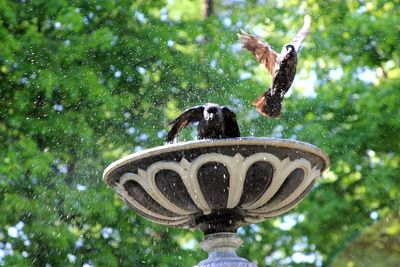 Low angle view of bird flying against trees