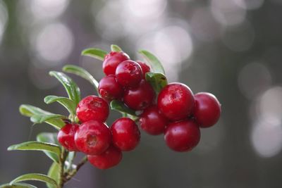 Close-up of red berries growing on plant