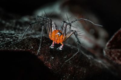 Close-up of spider