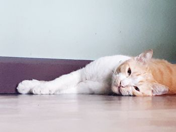 White cat resting on floor