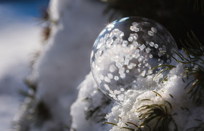 Soap bubble freezing in a snow covered tree on a winter's day.