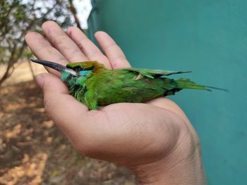 Cropped image of hand holding small bird