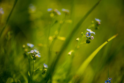 Close-up of flowers against blurred background