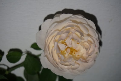 Close-up of white rose