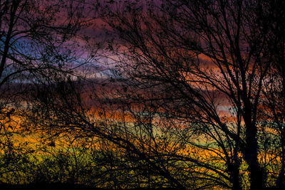 Low angle view of silhouette trees against sky at night