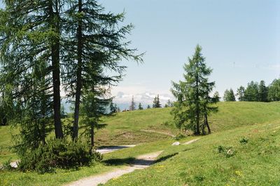 Scenic view of pine trees on field against clear sky