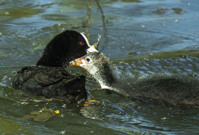 Duck swimming in lake