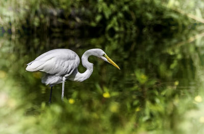 White heron