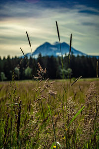 Close-up of stalks in field against sky