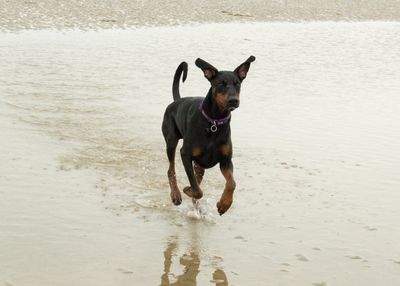 Dog standing on beach