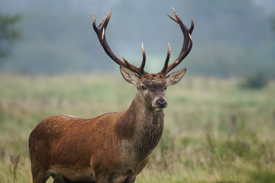 Portrait of deer standing on field