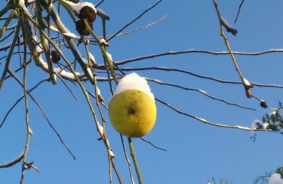 Low angle view of tree against blue sky