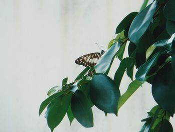 Close-up of butterfly on plant